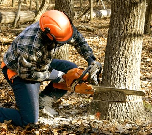 Tree Removal in De Lancey, PA